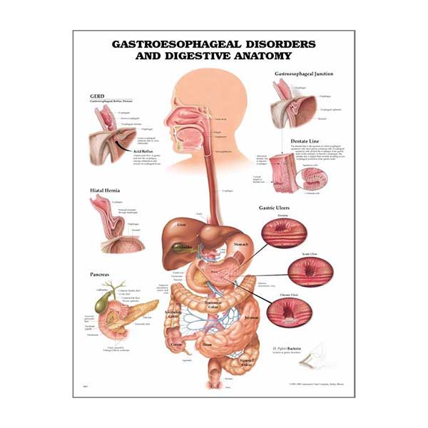 Gastroesophageal and Digestive Anatomy